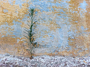 A green plant grows straight out of stones