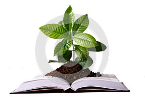 Green plant growth from book