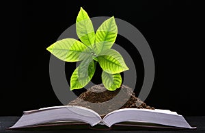 Green plant growth from book