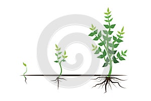 Green plant growth process. Flat cartoon style. Vector stage. Tree vector icon. Stock image