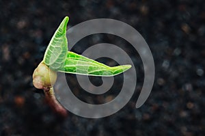 Green plant growth on soil spring season