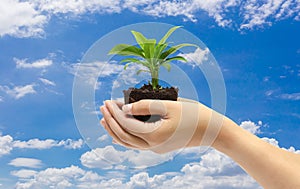 Green plant in the hand on blue sky background