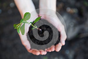 Green plant in hands