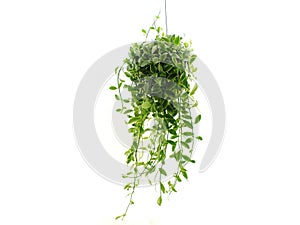 Green plant hanging isolated collection on white background