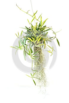 Green plant hanging isolated collection on white background