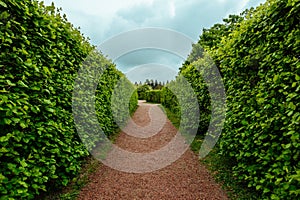 Green plant hedge, pathway in garden or park, corridor perspective view, landscape design concept