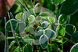 Green plant with hoarfrost