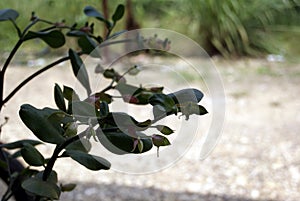 Green plant at home in a summer