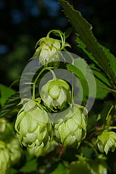 Green plant hops