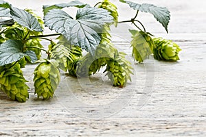 Green plant hops