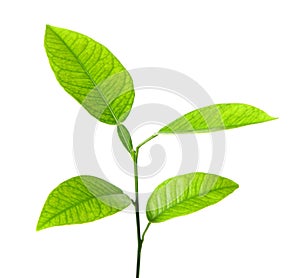 Verde pianta Attraverso bianco 