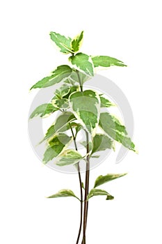 Zelený rostlina 