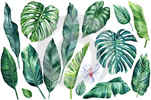 Green plant on isolated white background, botanical illustration, watercolor various tropical leaves, jungle design