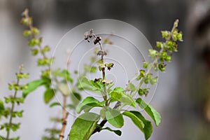 A green plant with its seed on top