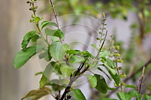 A green plant with its seed on top