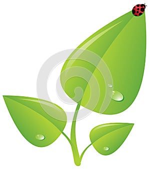 Verde pianta setto di coccinella 