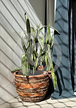 Green plant in a large pottery