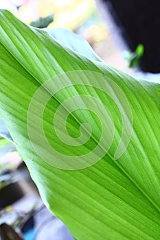 Green plant leaf close up background