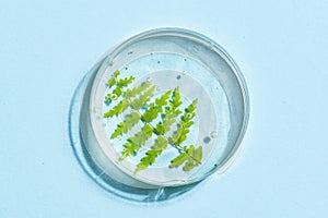 Green plant leaf and gel in petri dish