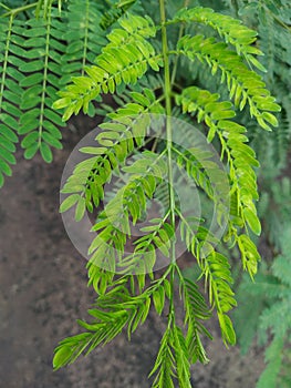 Green Plant Leaf in India