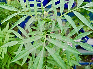 Green Plant Leaf in India