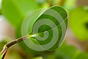 Green plant leaf organic environment background