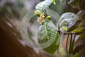 Green plant leaf, rain drops