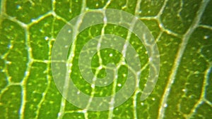 Green plant leaf surface viewed under a microscope