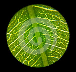 Green plant leaf surface viewed under a microscope