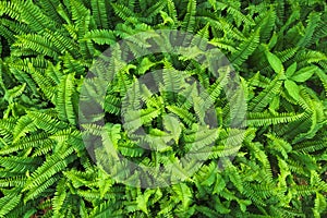 Green plant leaf texture background