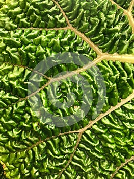 Green plant leaf with very wrinkly surface