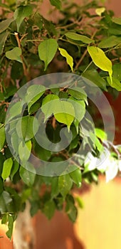 Green plant leafs tree punjab