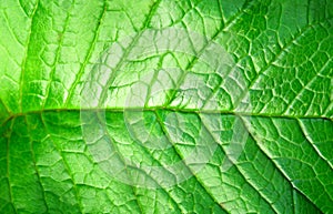 Green plant leave, detail