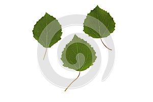 Green plant leaves of aspen tree on a white isolated background