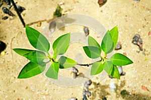 Green Plant Leaves in bright sunlight