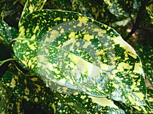 Green Plant Leaves Closeups