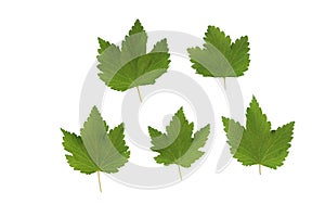 Green plant leaves of currant on a white isolated background