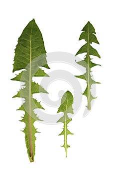 Green plant leaves of dandelion on a white isolated background