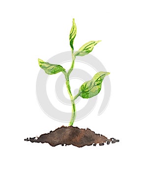 Green plant with leaves growing in soil. Watercolor