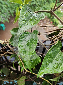 A green Plant leaves rain watersplash