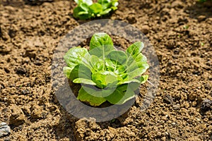 Green Plant Leaves Sprouting from Soil