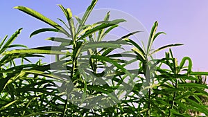 Green plant leaves at sunset as nature and eco environment b-roll background