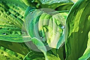 Green plant leaves with water drops