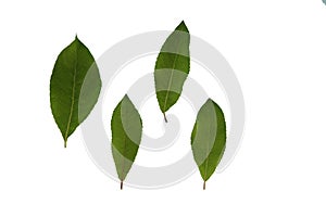 Green plant leaves of willow tree on a white isolated background