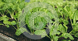 Green, plant and lettuce in greenhouse for farming, agriculture and production or growth of vegetables in soil. Garden