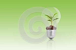Green plant in light bulb