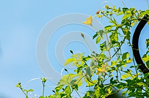 green plant and little flower yellow color with blue sky on background