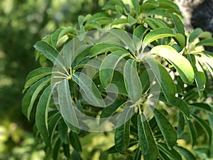 Green plant with little sunshine