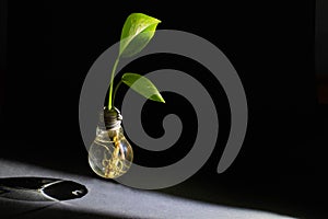 Green plant living in a light bulb photo