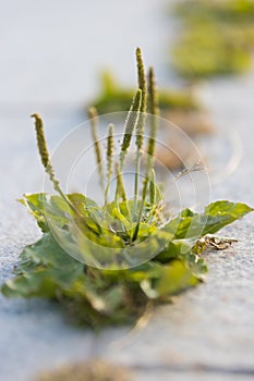 A green plant makes its way through the asphalt on the street